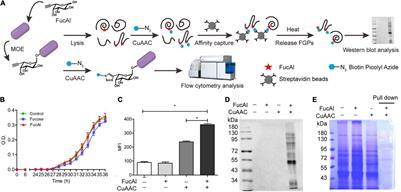 Comparative Proteomic Analysis of Fucosylated Glycoproteins Produced by <mark class="highlighted">Bacteroides thetaiotaomicron</mark> Under Different Polysaccharide Nutrition Conditions